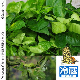 楽天市場 アゲハチョウ 餌の通販
