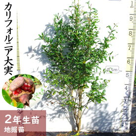 楽天市場 ザクロ 植木の通販
