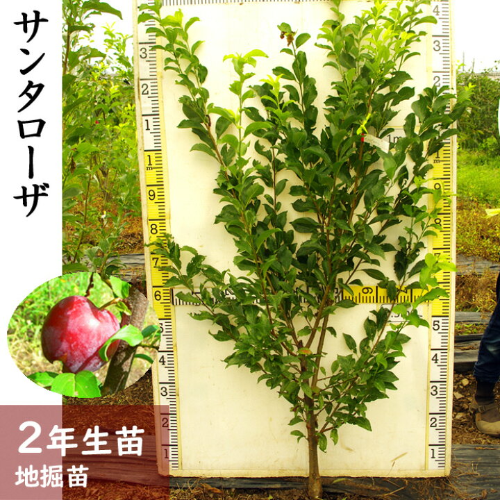 楽天市場 ふるさと納税 すだ農園 2年生苗 スモモ 李 プラム サンタローザ 地掘苗 21年 22年12月上旬頃 23年4月下旬頃に順次発送予定 北海道 沖縄 離島への配送不可 月間mvpふるさと納税賞 第1号 年10月 Sdgs未来都市亀岡 京都府亀岡市 楽天市場 ふるさと納税 すだ農園 2年生苗 スモモ 李 プラム サンタローザ 地掘苗 21年 22年12月上旬頃 23年4月下旬頃に順次発送予定 北海道 沖縄 離島への配送不可 月間mvpふるさと納税賞 第1号 年10月 Sdgs未来都市亀岡 京都府亀岡市