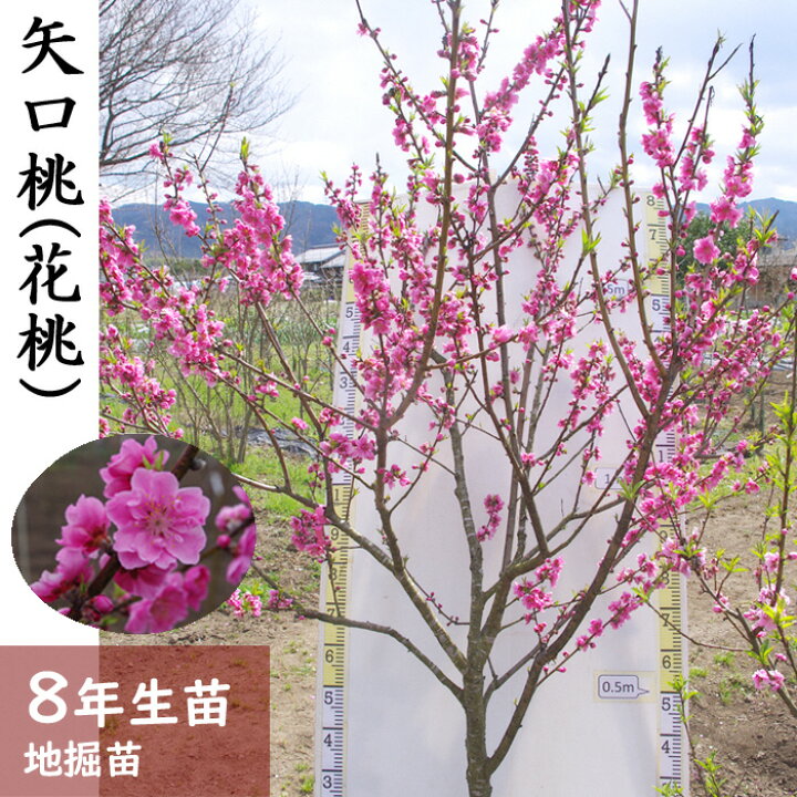 楽天市場 ふるさと納税 すだ農園 農園直送 花モモ 矢口桃 ヤグチモモ 地掘苗 14年 関東 中部 近畿 中国地方のみ配送可能 離島は不可 月間mvpふるさと納税賞 第1号 年10月 Sdgs未来都市亀岡 京都府亀岡市