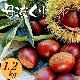 【ふるさと納税】京都亀岡産 丹波くり 大粒 2L～3Lサイズ 1.2kg【期間限定 数量限定】《栗 くり 丹波栗》 ※2026年9月～発送