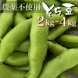 【ふるさと納税】 甘～いそら豆 2kg/4kg【期間限定】京都府・亀岡産 自然栽培のかたもとオーガニックファームよりお届け ※2026年5月上旬～6月上旬頃に順次発送予定 ※離島への配送不可