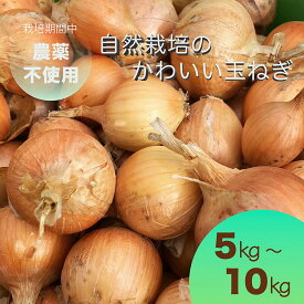 【ふるさと納税】【2026年産 予約】＼選べる内容量／ たまねぎ 5kg～10kg 自然栽培のかわいい玉ねぎ（小たまねぎ）京都府・亀岡産 かたもとオーガニックファームよりお届け ｜ 訳あり 玉葱 タマネギ 小さめ サイズ小 ※離島への発送不可 ※2026年6月頃より順次発送予定