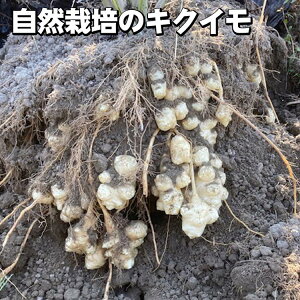 【ふるさと納税】\選べる内容量/【期間限定】自然栽培のキクイモ 3.5kg 7kg 京都 亀岡産 かたもとオーガニックファームよりお届け《菊芋 野菜 産地直送 国産 健康 食品 ダイエット 芋》 ※