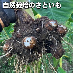 yӂ邳Ɣ[Łz_Iׂeʁ^yԌzR͔|̂Ƃ 4kg 8kg s TY ƃI[KjbNt@[肨͂s  Yn Y ̂ꂽ VN TgCt 2025