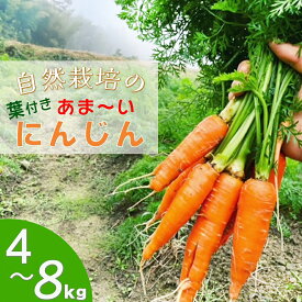 【ふるさと納税】＼選べる内容量／人参 4kg～8kg【期間限定】自然栽培の甘い 葉付き人参 京都府・亀岡産 かたもとオーガニックファームよりお届け 《訳あり サイズ不揃い にんじん 国産 京都産 栽培期間中農薬不使用》 ※2025年12月から順次発送 ※離島への発送不可