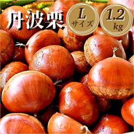 【ふるさと納税】期間・数量限定 丹波栗 Lサイズ 1.2kg ＜丹波四季菜料理 宮本屋＞≪くり 栗 丹波産≫ ※2026年9月～発送