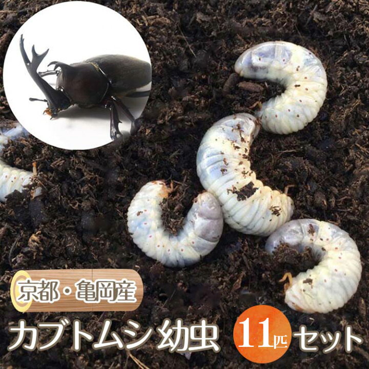 楽天市場】【ふるさと納税】京都・亀岡産 カブトムシ 幼虫 11匹 セット 