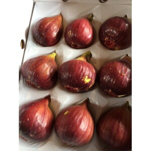 yӂ邳Ɣ[Łzy2026N810s\zsz XGg_̒̂芮nyzsnFEkCEꌧzy1406462z