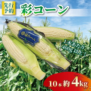 yӂ邳Ɣ[Łz st yƂ낱z ʃR[ 4kg 10{ s2026N6`7t zCgR[ Ƃ낱 R[ XC[gR[ H H [H fU[g Â Y XC[