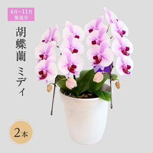 yӂ邳Ɣ[Łzy4`11zӒ~fB@2{  @͂F41`1130