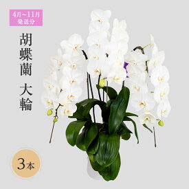 【ふるさと納税】【4月～11月発送分】胡蝶蘭大輪　3本 花 　お届け：4月1日～11月30日