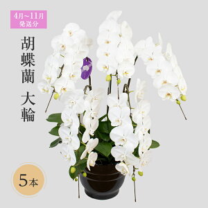 yӂ邳Ɣ[Łzy4`11zӒց@5{  @͂F41`1130