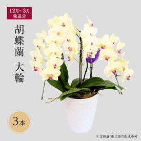 【ふるさと納税】【12月～3月発送分】胡蝶蘭大輪　3本 【北海道・東北地方配送不可】 プレゼント 　お届け：12月1日～3月31日