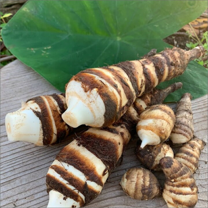 楽天市場 ふるさと納税 京野菜 海老芋 無農薬栽培 お野菜 野菜 京野菜 いも 芋 海老芋 1 4 無農薬 高級 やわらかい 甘い 煮物 えびいも エビイモ えび芋 送料無料 京都府京丹後市