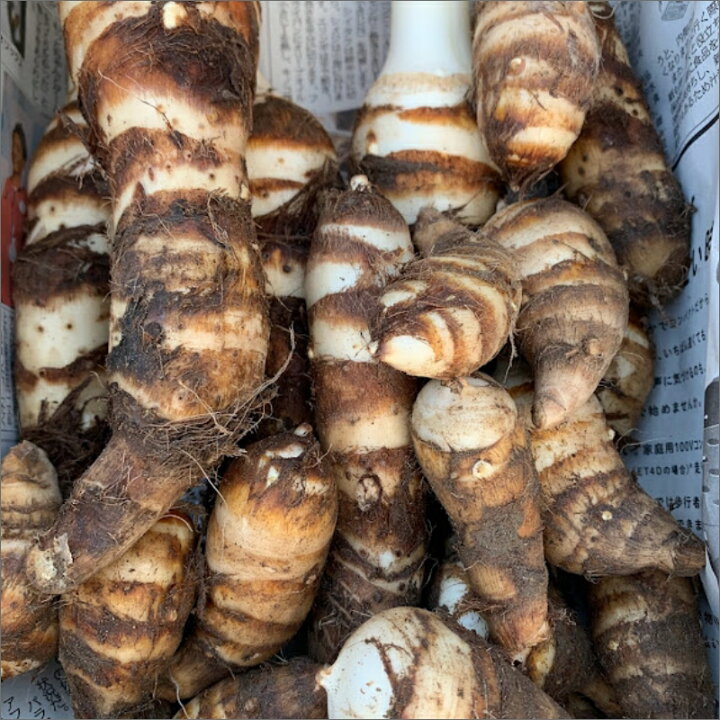 楽天市場 ふるさと納税 京野菜 海老芋 無農薬栽培 お野菜 野菜 京野菜 いも 芋 海老芋 1 4 無農薬 高級 やわらかい 甘い 煮物 えびいも エビイモ えび芋 送料無料 京都府京丹後市 楽天市場 ふるさと納税 京野菜 海老芋 無農薬栽培 お野菜 野菜 京野菜 いも 芋 海老芋 1 4 無農薬 高級 やわらかい 甘い 煮物 えびいも エビイモ えび芋 送料無料 京都府京丹後市