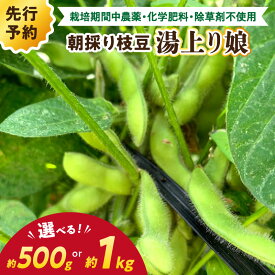 【ふるさと納税】高評価★5.0 高レビュー★【先行予約／数量限定40】朝採り枝豆（湯上り娘）500g（250g×2パック）1kg（250g×4パック）（栽培期間中農薬・化学肥料・除草剤不使用）（2026年7月上旬～発送） おつまみ 農家応援 京都産 えだまめ 朝採れ 農家直送