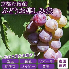 【ふるさと納税】【先行予約／数量限定30】京都丹後産 ぶどうお楽しみ袋（2024年9月～発送） 旬のぶどう 2種 セット 詰め合わせ ふるさと 納税 ぶどう ブドウ 葡萄 ふるさと 納税 先行予約 期間限定 ふるさと 納税 フルーツ くだもの 果物 先行申込