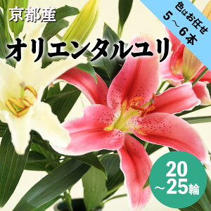 yӂ邳Ɣ[Łzys\zOIG^@FC5~6{i20`25ցj@  S   CeA K[fjO p p Mtg v[g 蕨 Y҉ 