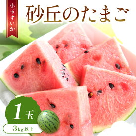 【ふるさと納税】先行予約／高糖度スイカ／皮薄 高評価★4.8 高レビュー★【数量限定100】砂丘のたまご（小玉スイカ） 1玉（2026年6月中旬～発送） 国産 果物 くだもの 小玉 すいか スイカ 西瓜 ふるさと納税 すいか JA京都 農協 生産者応援 農家応援