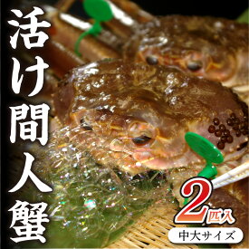 【ふるさと納税】京都・京丹後市産 タグ付き 活け間人蟹【厳選】中大サイズtaizakani800　2匹入り 松葉ガニ 間人ガニ 活け間人蟹 天然 800〜900g 2匹 かにしゃぶ カニ刺し しゃぶしゃぶ 冷蔵 間人がに 間人かに 活かに 生かに たいざがに 生 松葉がに 生きたまま