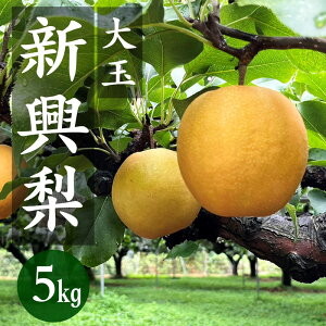 【ふるさと納税】2026秋発送/高評価★5.0 高レビュー★【先行予約/数量限定80】京丹後産 新興梨 大玉 5kg(6〜10玉入り)(2026年10月上旬〜発送)国産 期間限定 デザート 甘い ジューシー 梨