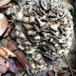 yӂ邳Ɣ[ŁzOsY@؃}C^Pق؁@hiZbg(3) ͔| ͔|  ₳  ق LmR ܂ Zbg ӂ邳Ɣ[  