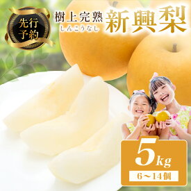 【ふるさと納税】【先行予約】樹上完熟 新興梨 5kg（6～14個）（2026年10月下旬～発送）