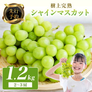 yӂ邳Ɣ[Łzys\z㊮n VC}XJbg 1.2kgi2`3[ji2026N9{`jʕ t[c }XJbg Ԃǂ 1.2kg s\ ӂ邳Ɣ[ VC}XJbg Ⴂ