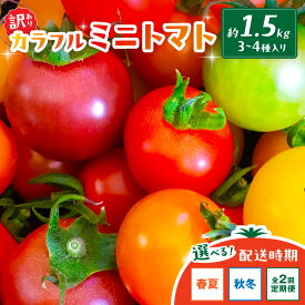 【ふるさと納税】訳あり 宝石のような輝き！カラフルミニトマト 約1.5kg（秋冬）（2026年10月上旬～発送）【2回定期便】（2026年5月下旬～発送） とまと みにとまと 甘い サラダ 色とりどり 生産者応援 農家応援 送料無料