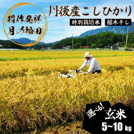 【ふるさと納税】天日干し【稲作発祥の地のお米】2026年産 京丹後産稲作発祥の地コシヒカリ特別栽培米 月の輪田米 玄米（天日干し） 5kg 10kg　選べる 内容量 ふるさと納税 米 玄米 お米 ご飯 ごはん コシヒカリ 京丹後産 峰山 農家応援 生産者応援 送料無料