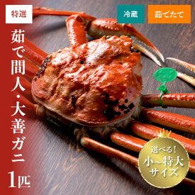 【ふるさと納税】【蟹の匠 魚政】京丹後市産 未冷凍 茹で間人ガニ大善ガニ 特撰 1匹 小サイズ 中サイズ 大サイズ 特大サイズ (2025年11月～12月発送) (2026年1月～発送) 選べる 内容量 配送時期 松葉蟹 大善ガニ ボイル 間人ガニ 松葉ガニ 蟹味噌 かにみそ かに 蟹 国産