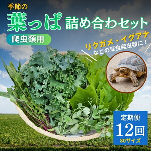 yӂ邳Ɣ[Łzy঒ޗpzG߂̗tϋlߍ킹y80TCY12R[Xz