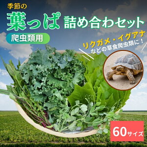 yӂ邳Ɣ[Łzy঒ޗpzG߂̗tϋlߍ킹y60TCYz
