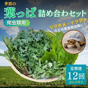 yӂ邳Ɣ[Łzy঒ޗpzG߂̗tϋlߍ킹yRpNgTCY12R[Xz