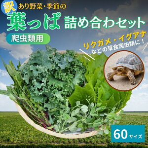 yӂ邳Ɣ[Łzy঒ޗpz󂠂؂ƋG߂̗tϋlߍ킹y60TCYz