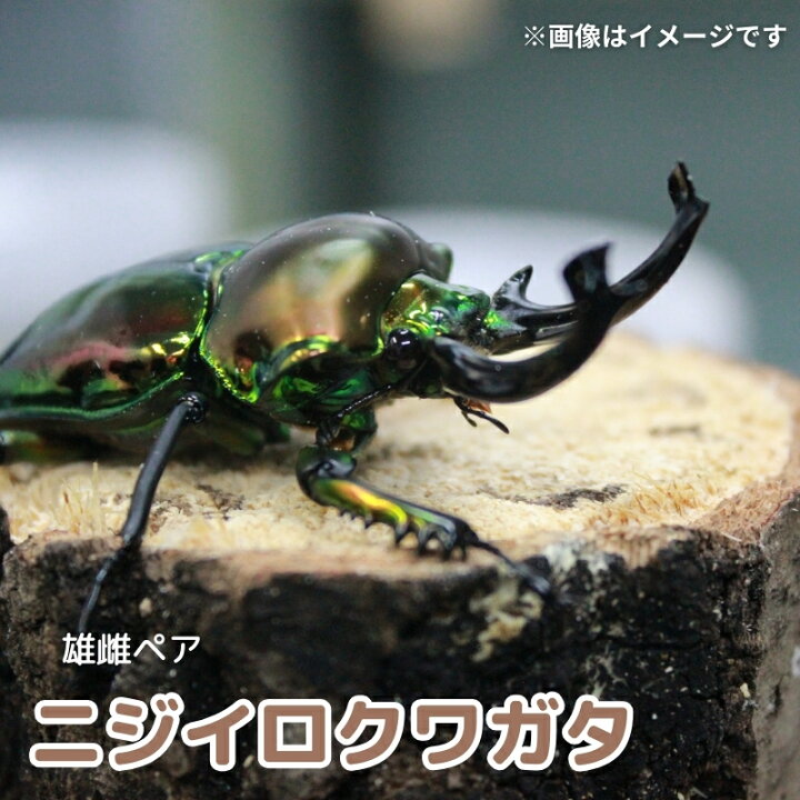 楽天市場】【ふるさと納税】【数量限定】サステナブル ニジイロ 