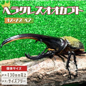 【ふるさと納税】ヘラクレスオオカブト オス メス 成虫ペアセット 130mm以上