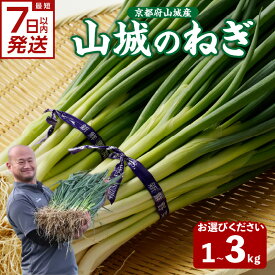 【ふるさと納税】スピード発送あり！！ 山城のねぎ 選べる内容量 (1kg・2kg・3kg) 京野菜 ねぎ 秋田農園 《レビューキャンペーン》