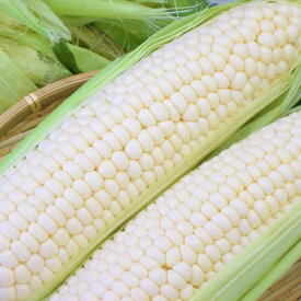 【ふるさと納税】まるでフルーツ 村田農園のパールコーン 10本【大人気の白いとうもろこし(ホワイトコーン)】【配送不可地域：離島】【1075298】