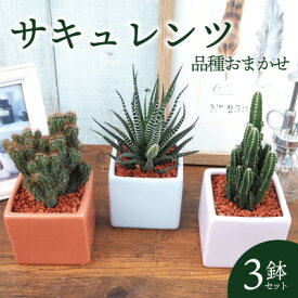 【ふるさと納税】おすすめおまかせ サキュレンツ3個セット【配送不可地域：離島・沖縄県】【1697809】