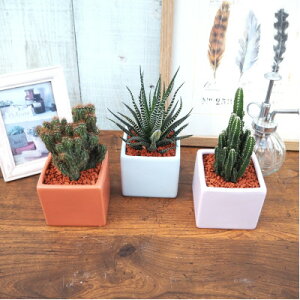 �y�ӂ邳�Ɣ[�Łz�������߂��܂��� �T�L�������c3�Z�b�g�y�z���s�n��F�����E���ꌧ�z�y1697809�z