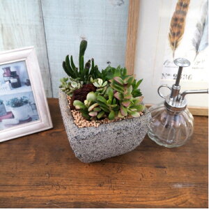 �y�ӂ邳�Ɣ[�Łz�����A���~�b�N�X�Z�����g�|�b�g�d����1�y�z���s�n��F�����E���ꌧ�z�y1697819�z