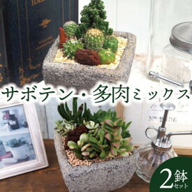 【ふるさと納税】多肉植物ミックスセメントポット仕立て サボテンミックスセメントポット仕立て 2個セット(各1個ずつ)【配送不可地域：離島・沖縄県】【1697833】