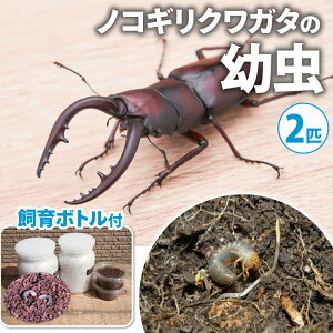 【ふるさと納税】【配送期間は2026年1月下旬〜4月上旬に随時配送】ノコギリクワガタ(幼虫・2匹)飼育ボトル付 生き物 昆虫 エサ付き  お届け:2026年1月下旬〜4月上旬