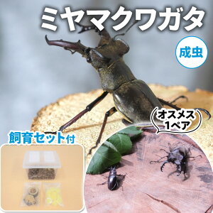 【ふるさと納税】【配送期間は2026年6月下旬〜8月上旬に随時配送】ミヤマクワガタ(成虫)オスメス1ペア飼育セット付 生き物 昆虫 男の子 子供 飼育観察 大型 夏休み 自由研究 自然 環境 学