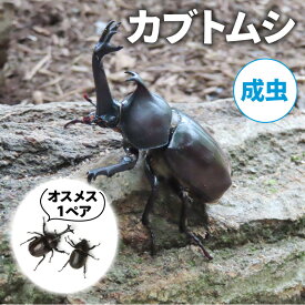 【ふるさと納税】【配送期間は2026年6月下旬～8月上旬に随時配送】カブトムシ（成虫）オスメス1ペア　お届け：2026年6月下旬～8月上旬