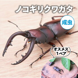 【ふるさと納税】【配送期間は2026年6月下旬～8月上旬に随時配送】ノコギリクワガタ（成虫）オスメス1ペア　お届け：2026年6月下旬～8月上旬