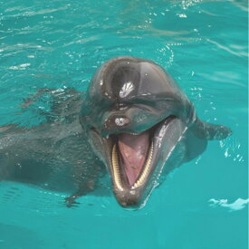 【ふるさと納税】ノアドルフィンドーム ペア入場券