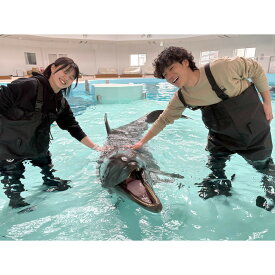 【ふるさと納税】ノアドルフィンドーム　浅瀬でイルカと遊ぶ体験 ペア入場券付